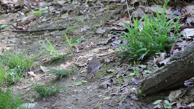 Hermit Thrush (faxoni/crymophilus) - ML329537681