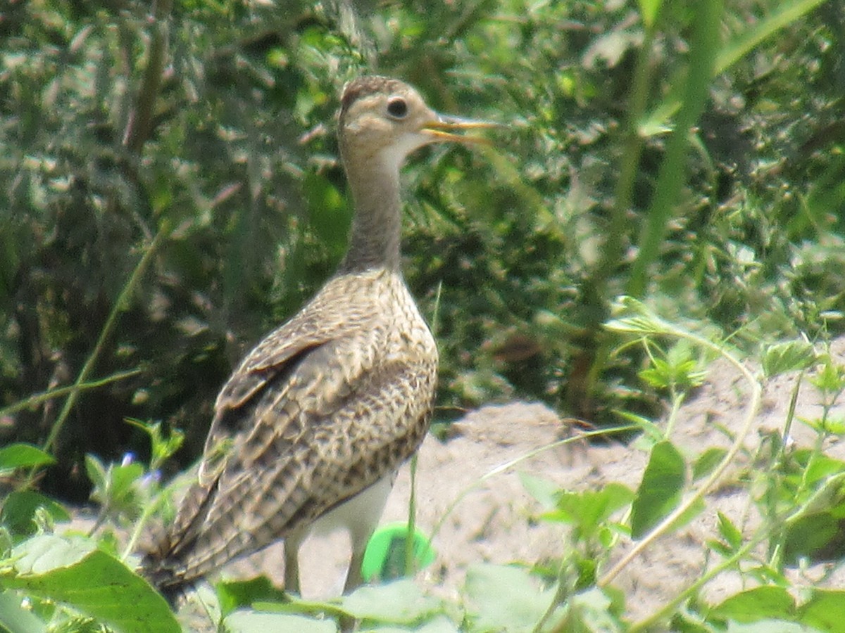 Upland Sandpiper - ML329538021