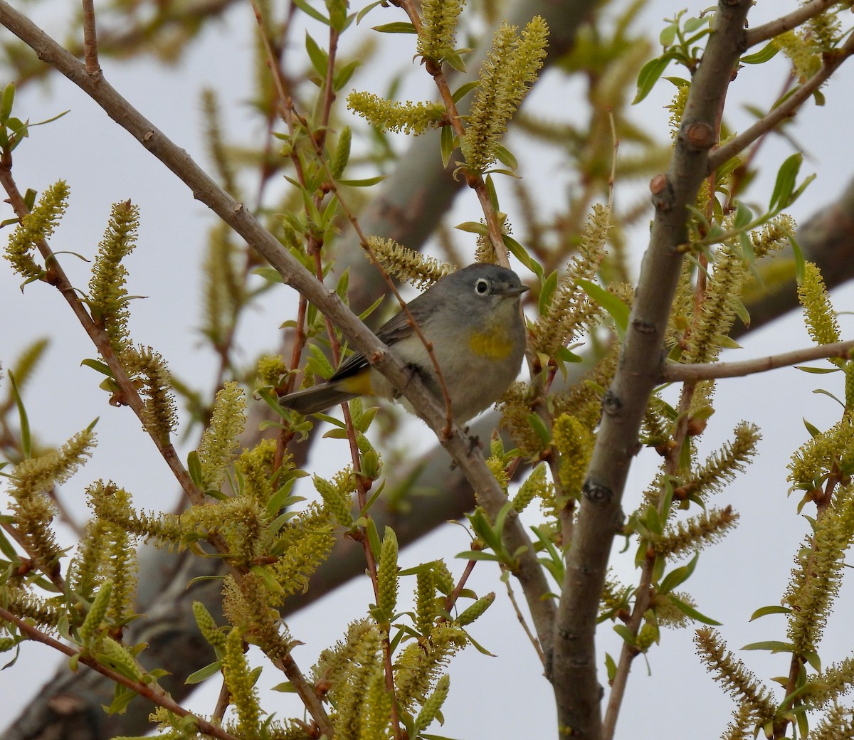 Virginia's Warbler - ML329538451