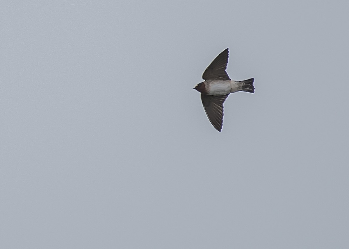 Cliff Swallow - ML329538551