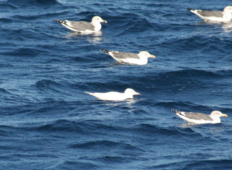 Gaviota Groenlandesa (kumlieni/glaucoides) - ML32953881