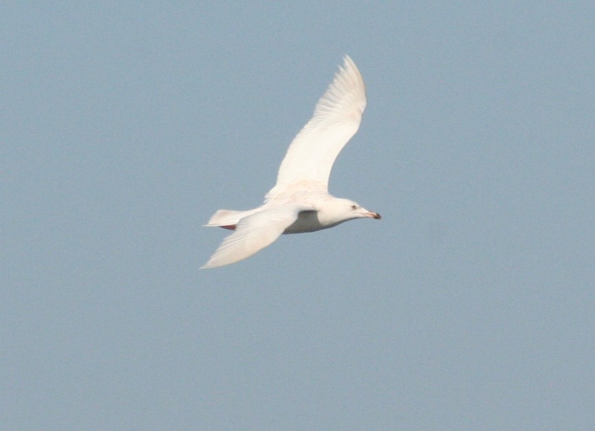 Gaviota Groenlandesa (kumlieni/glaucoides) - ML32953951