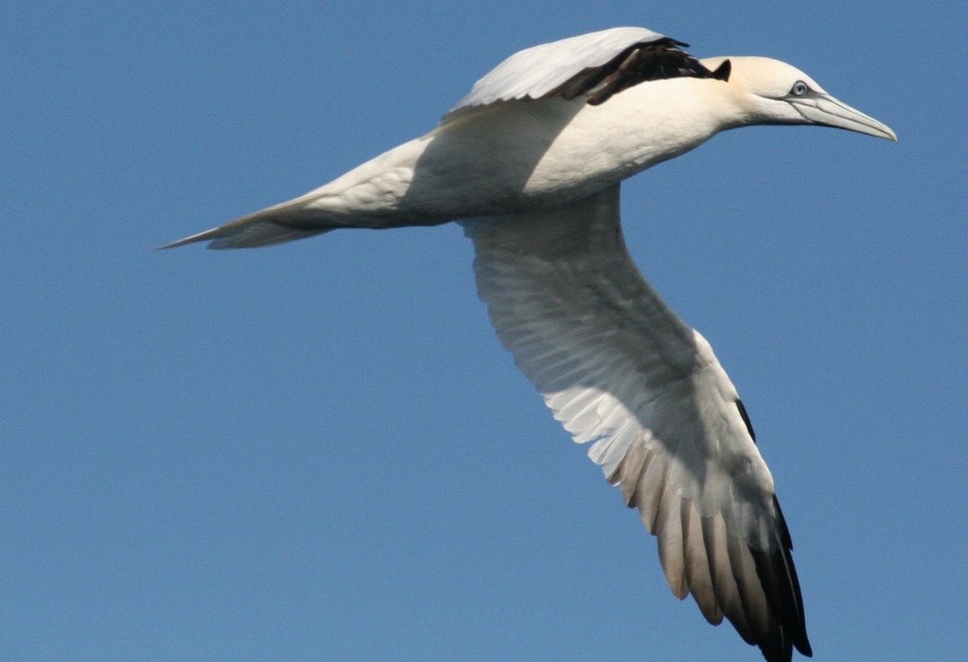 Northern Gannet - ML32954121