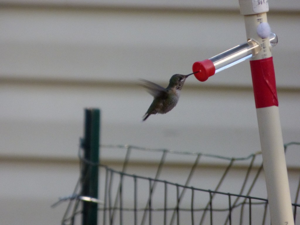 Calliope Hummingbird - ML329542061