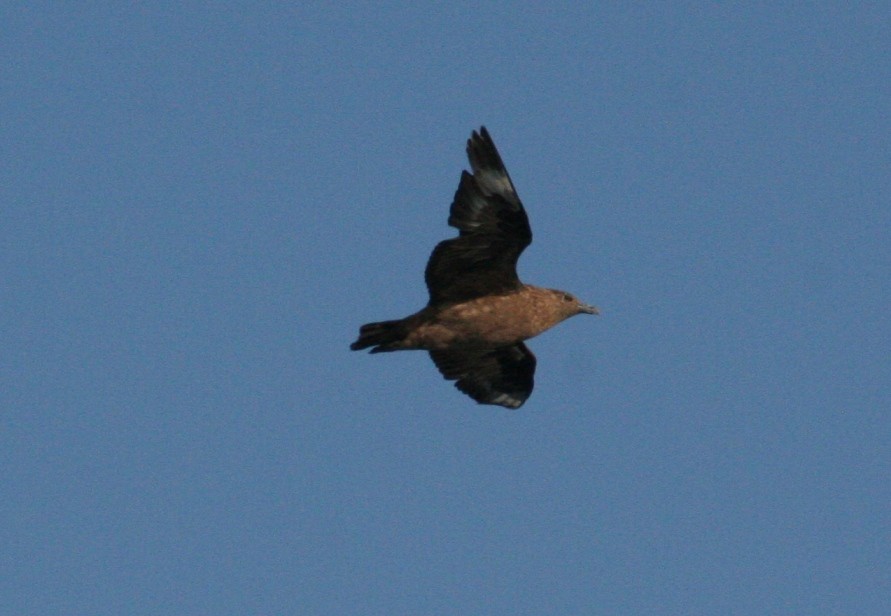 Great Skua - ML32954211