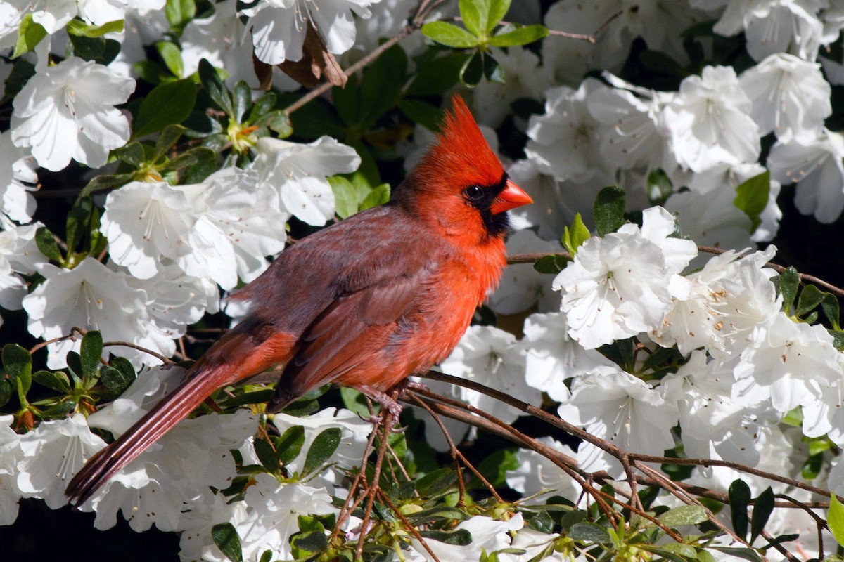 Northern Cardinal - Naseem Reza