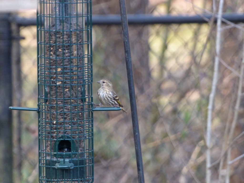 Pine Siskin - ML329542361