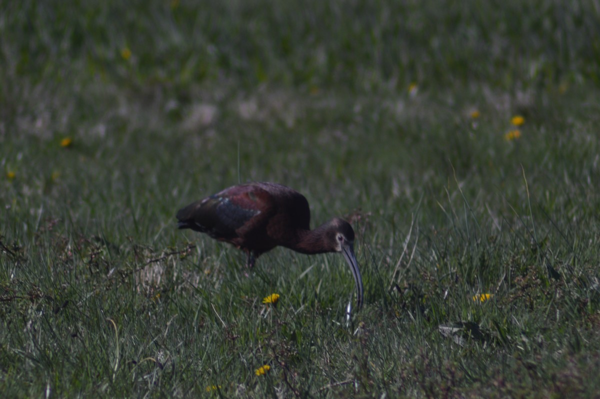 White-faced Ibis - John Mitchell