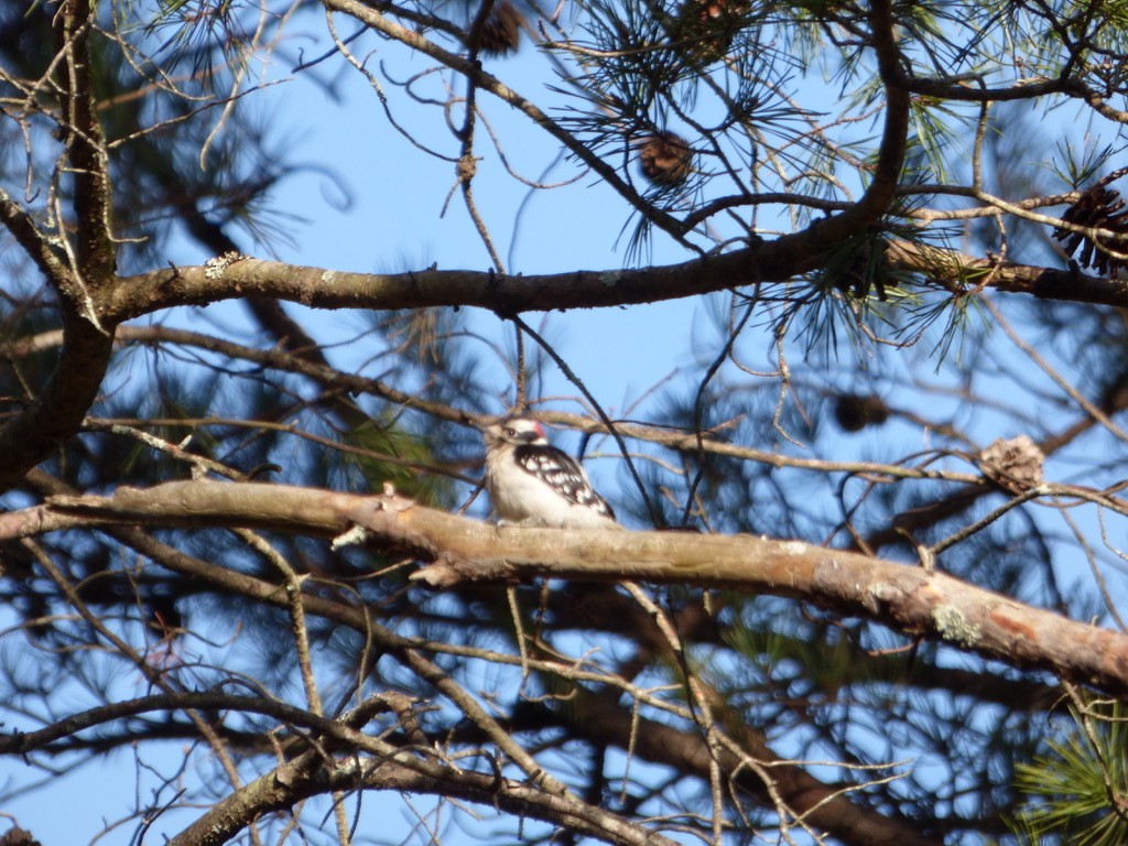 Downy Woodpecker - ML329542541