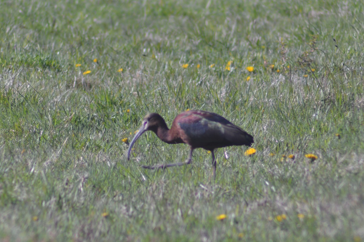 White-faced Ibis - ML329542921