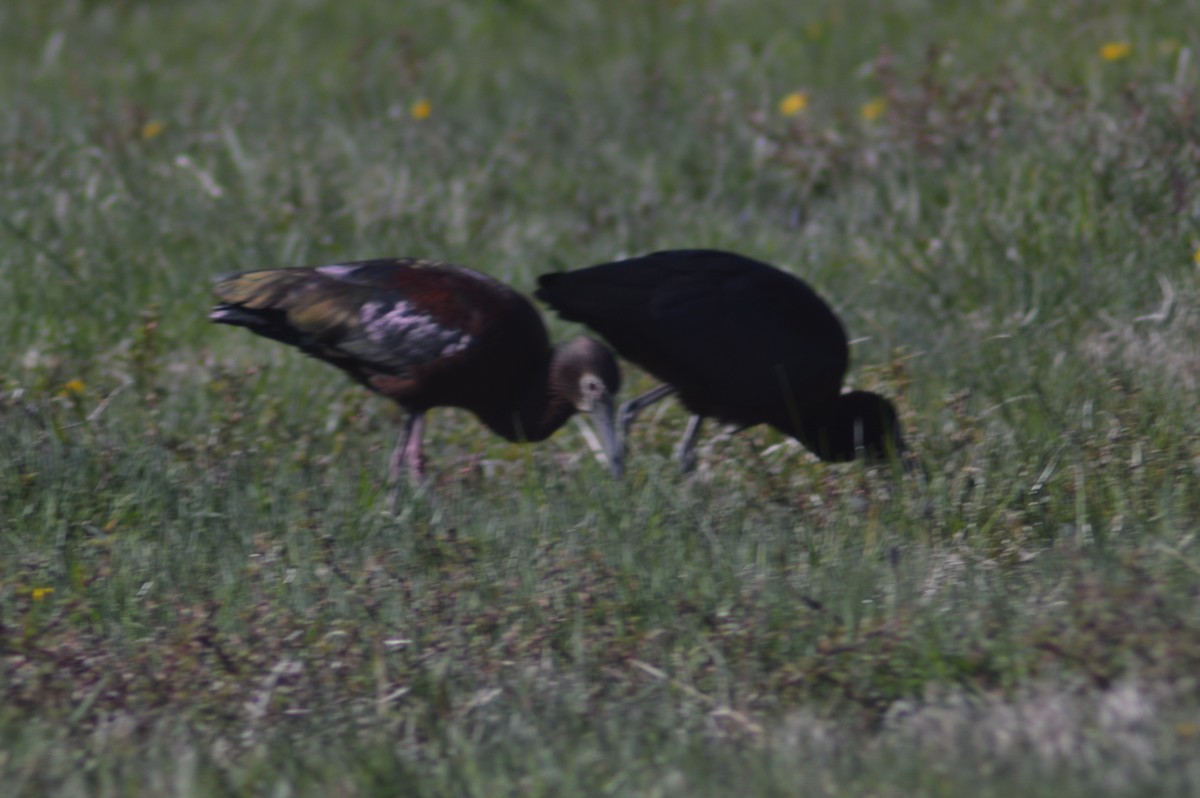 White-faced Ibis - ML329543291