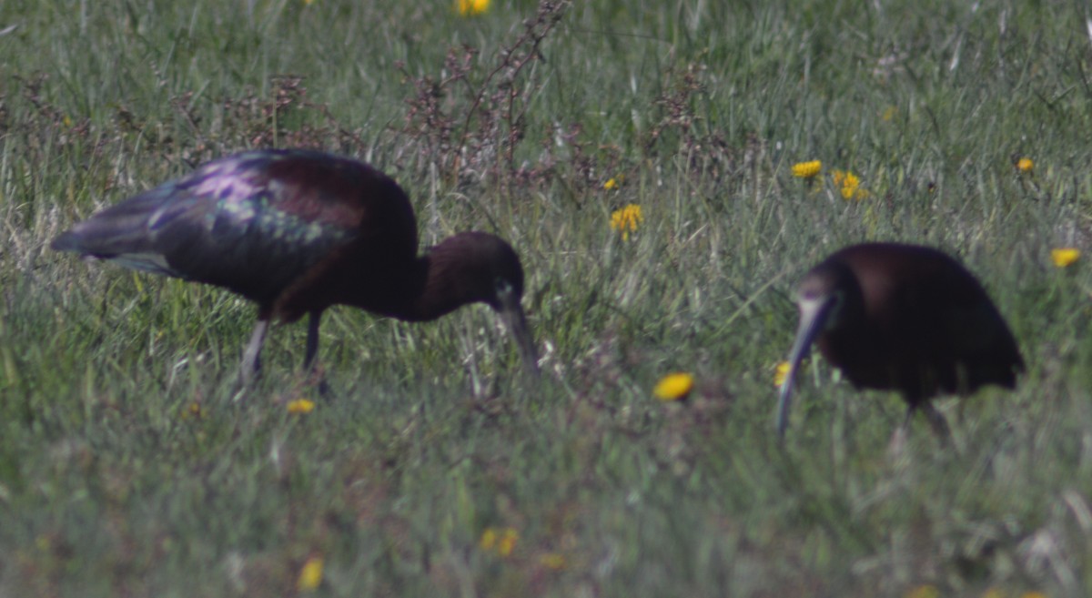 White-faced Ibis - ML329543521