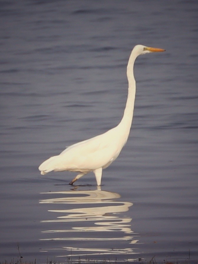 Great Egret - ML329544291