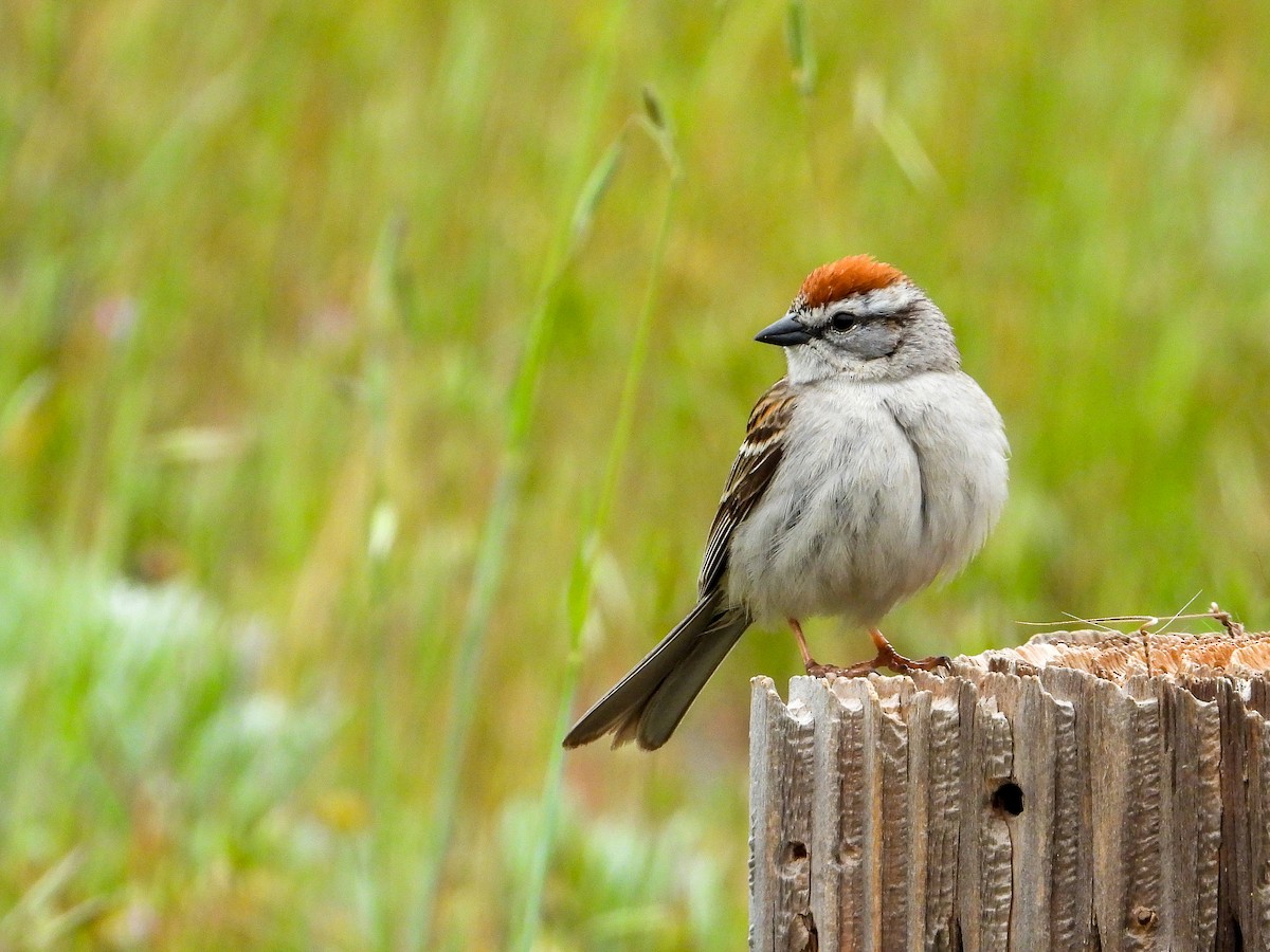 Chipping Sparrow - James Maley