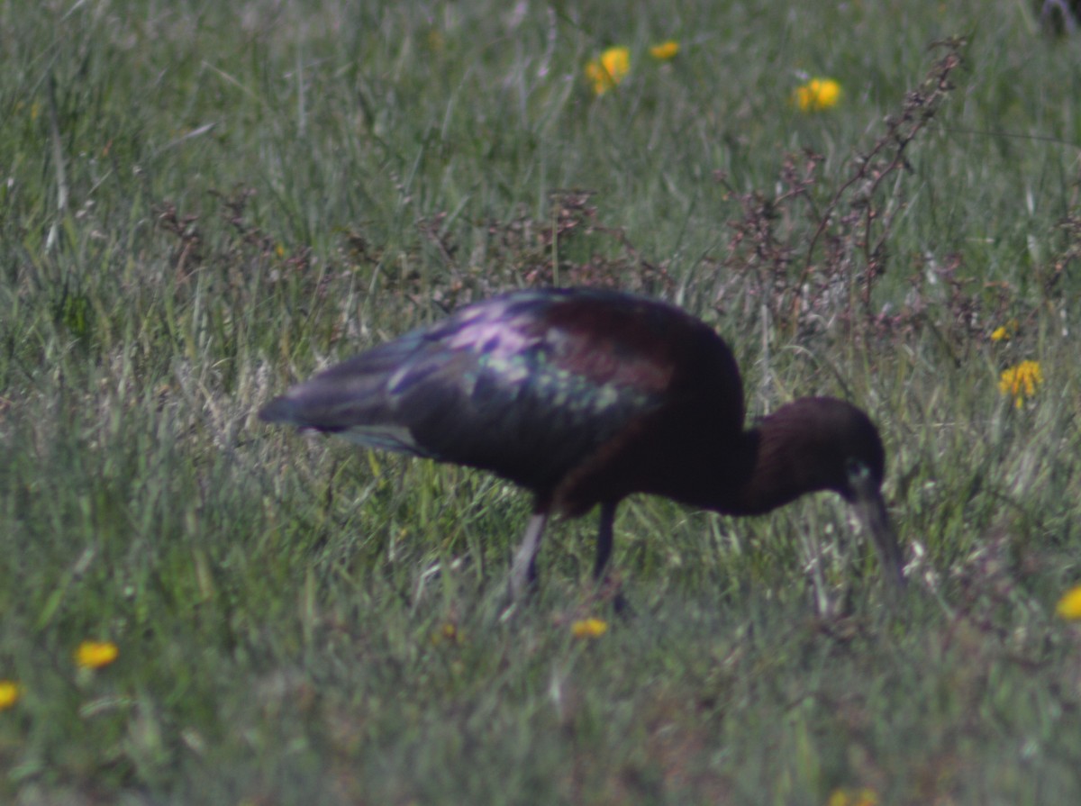 Glossy Ibis - ML329545681