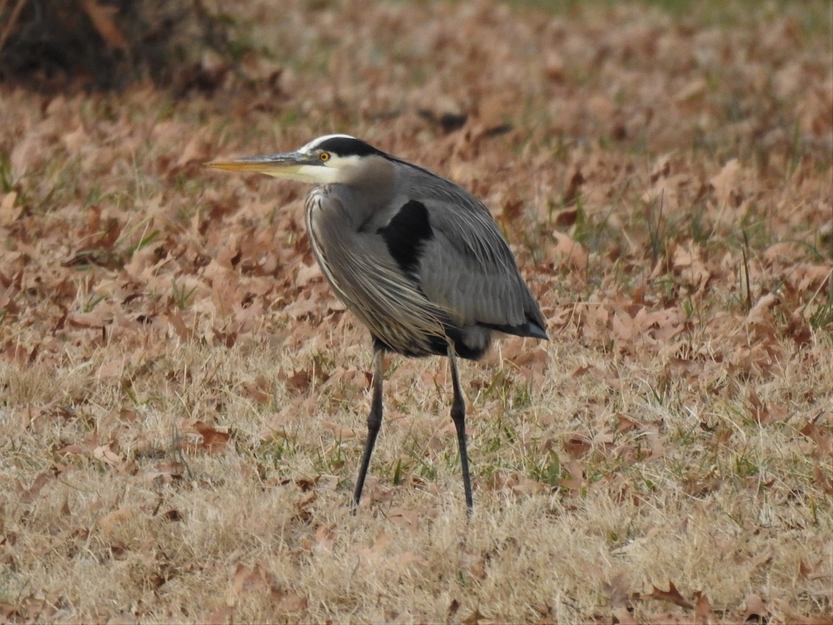 Great Blue Heron - ML329545871