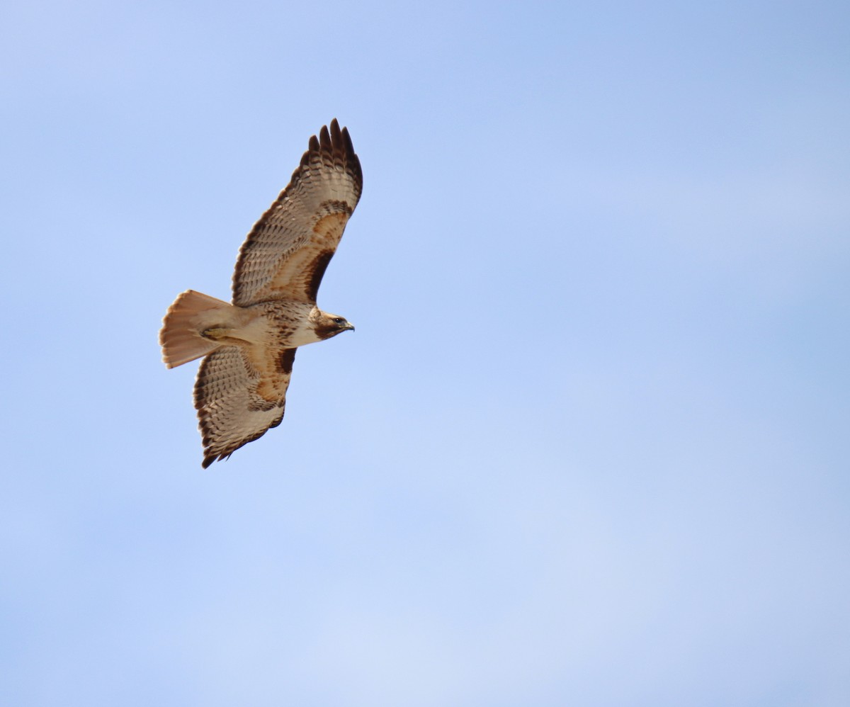 Red-tailed Hawk - ML329548141