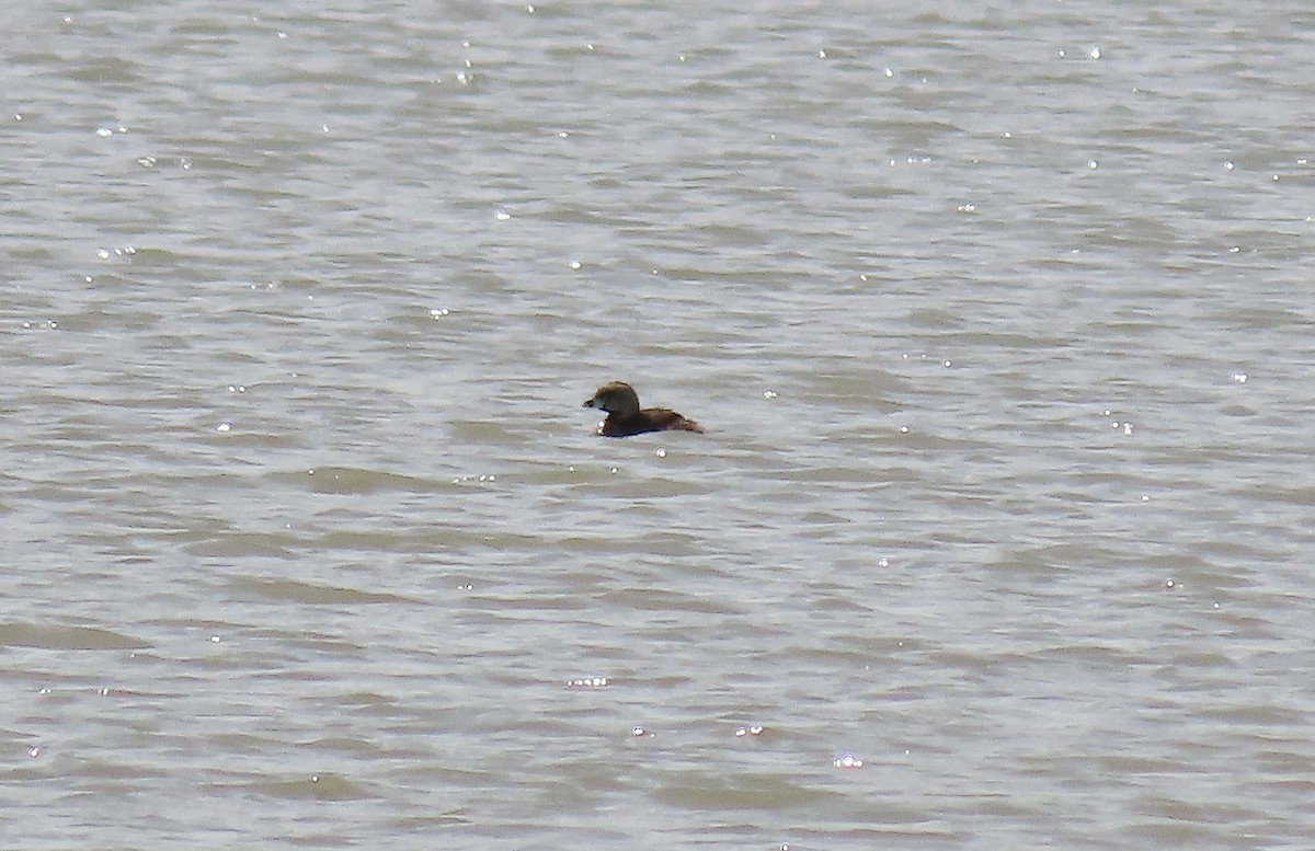 Pied-billed Grebe - ML329549001