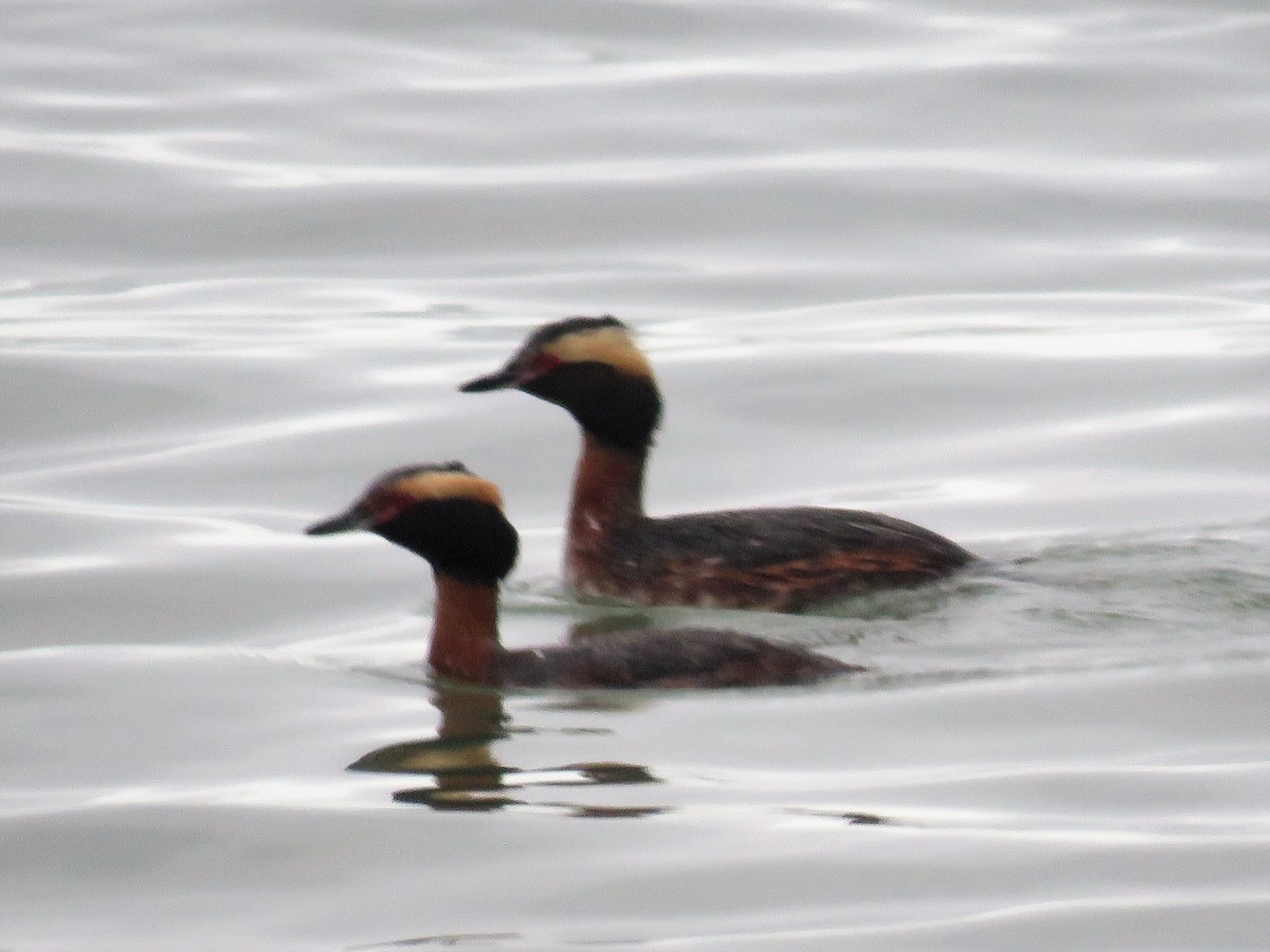 Horned Grebe - ML329550901