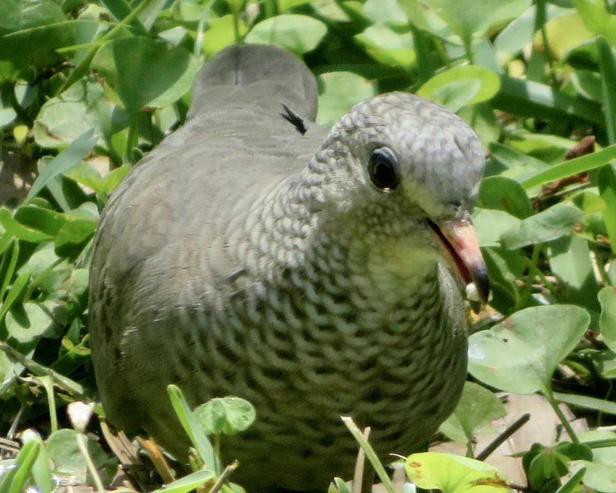 Common Ground Dove - Suzanne Rollen