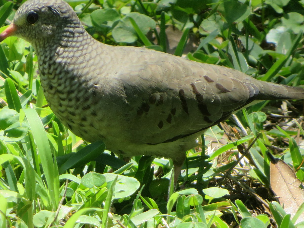 Common Ground Dove - ML329551001