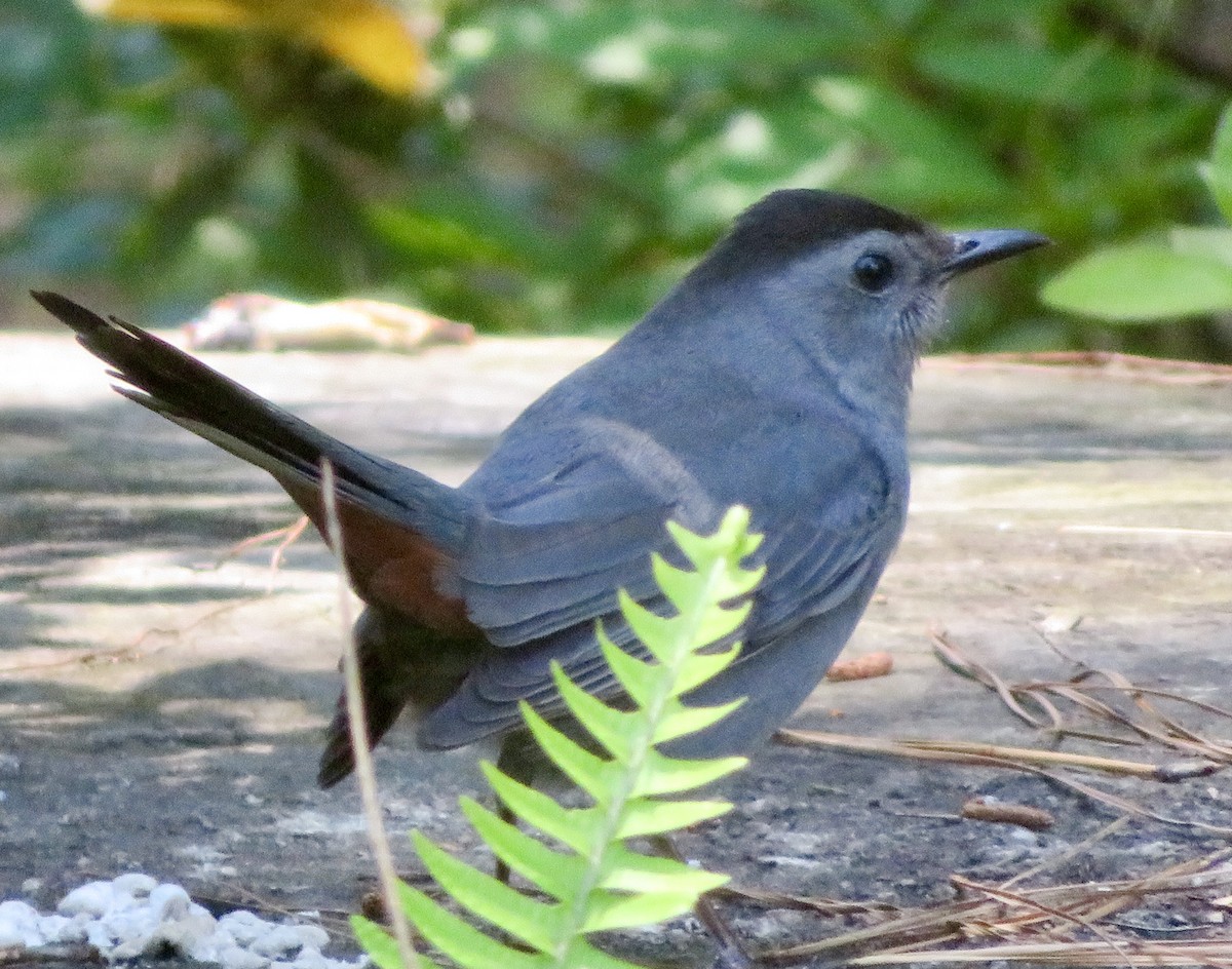 Gray Catbird - ML329551911