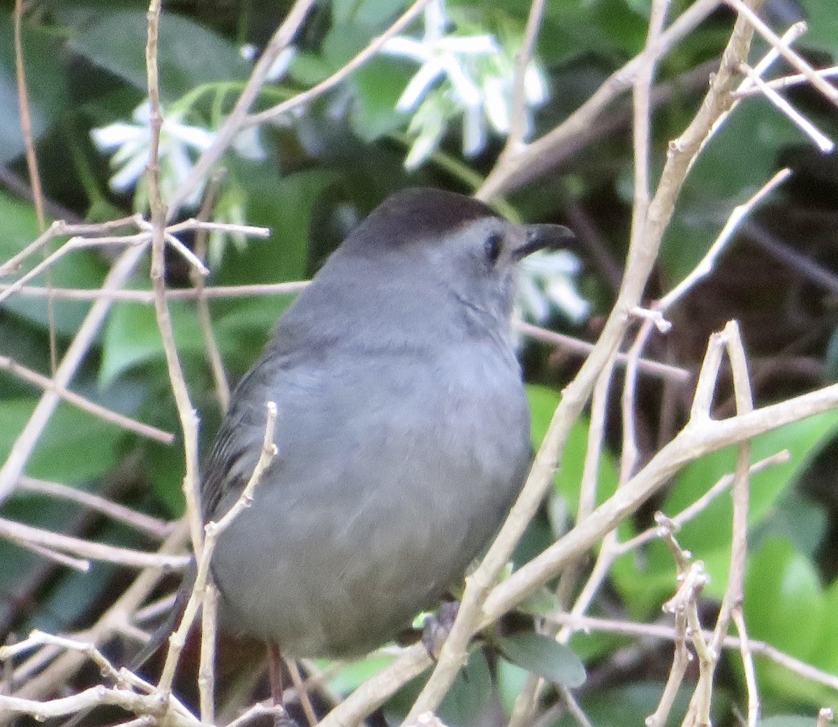 Gray Catbird - ML329551971