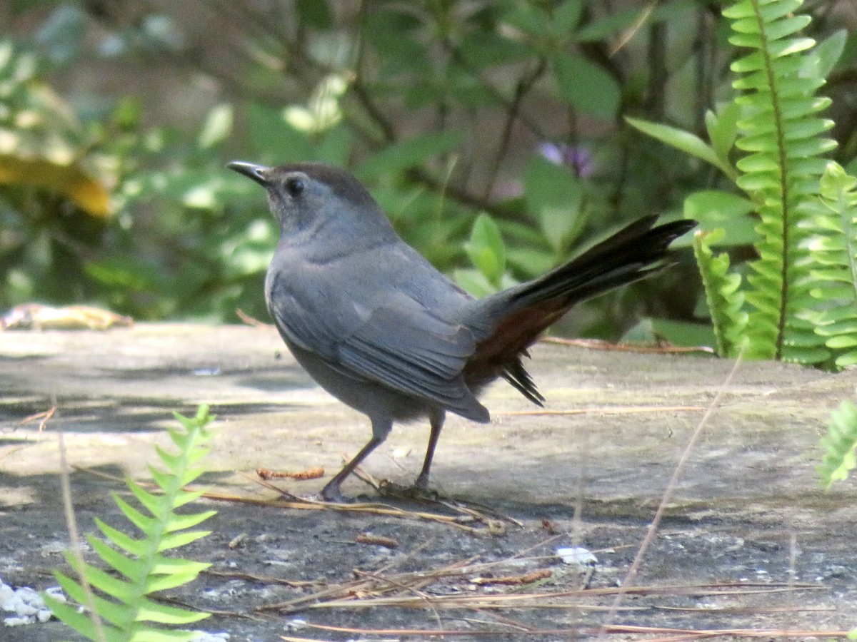 Gray Catbird - ML329551981