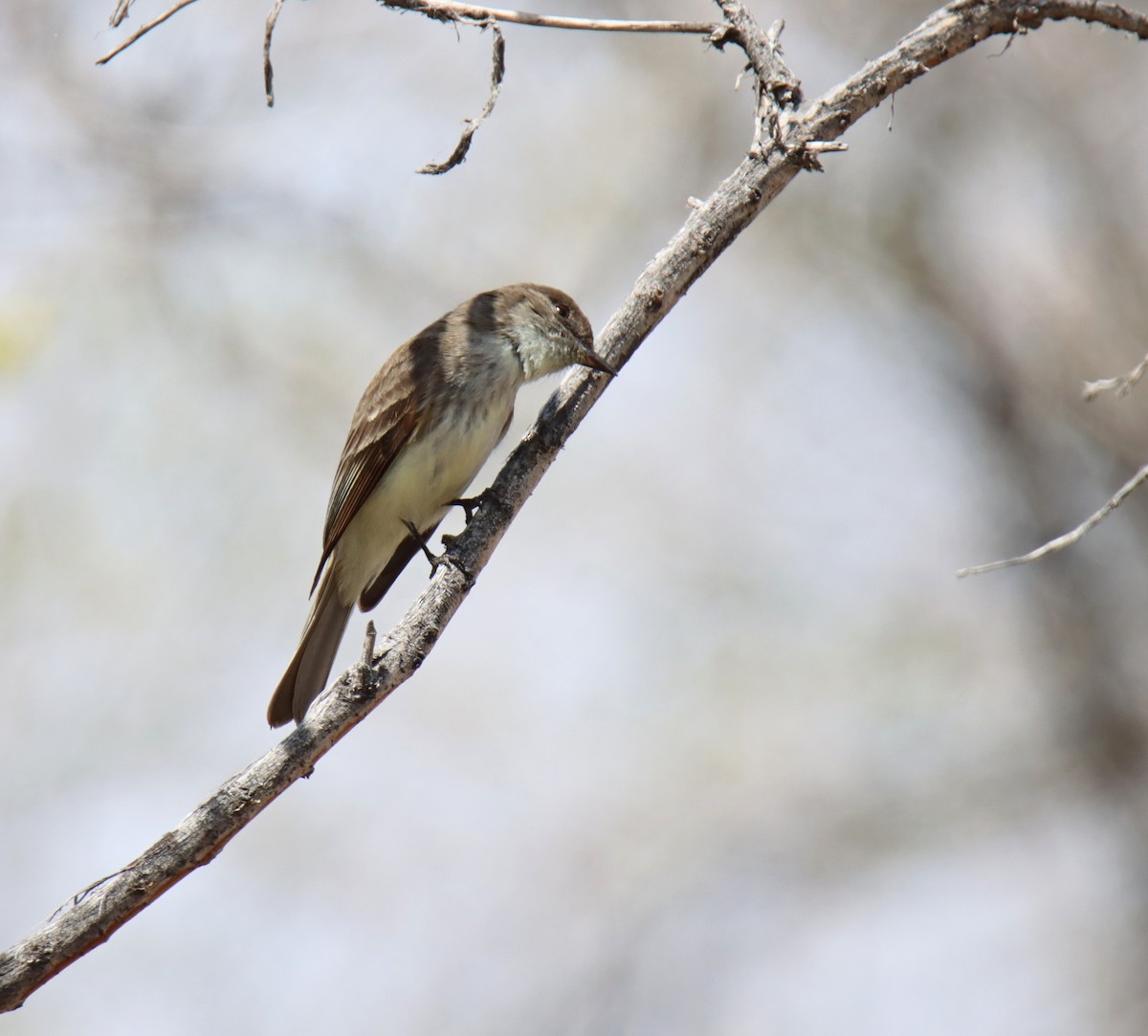 Eastern Phoebe - Tim Leppek