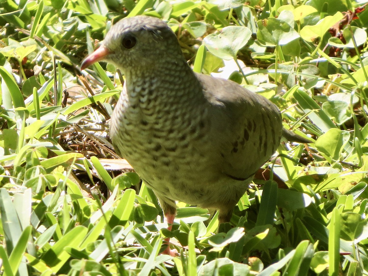 Common Ground Dove - ML329552151