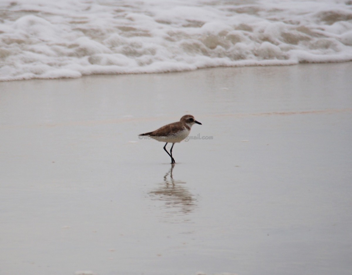 plover sp. - Rajesh Radhakrishnan