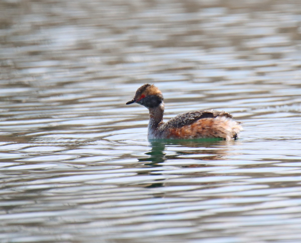 Horned Grebe - ML329552381