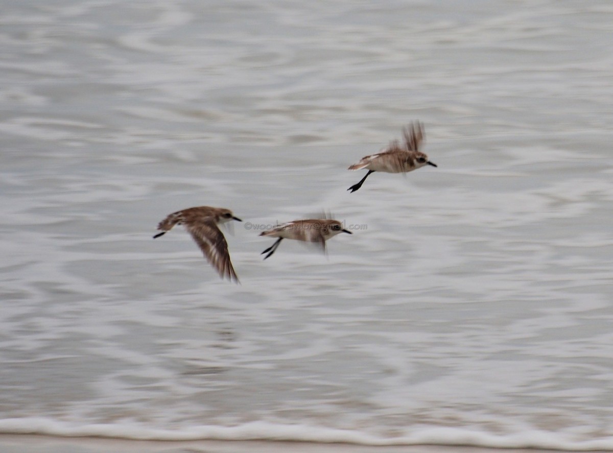 plover sp. - ML32955241