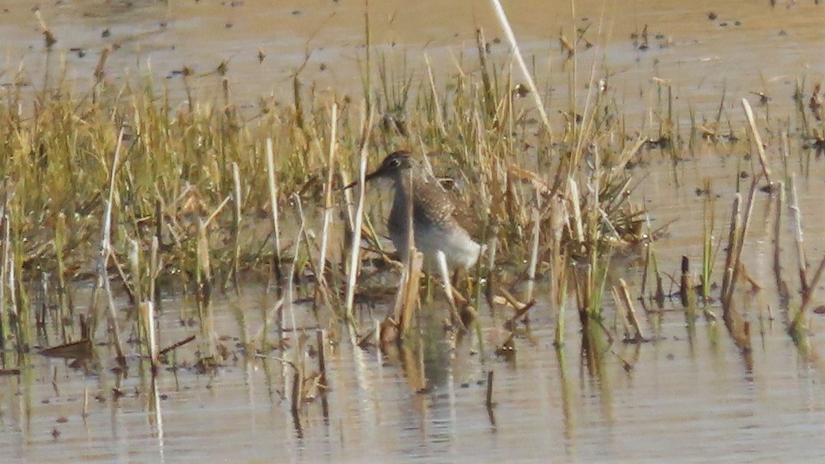 Solitary Sandpiper - ML329552621