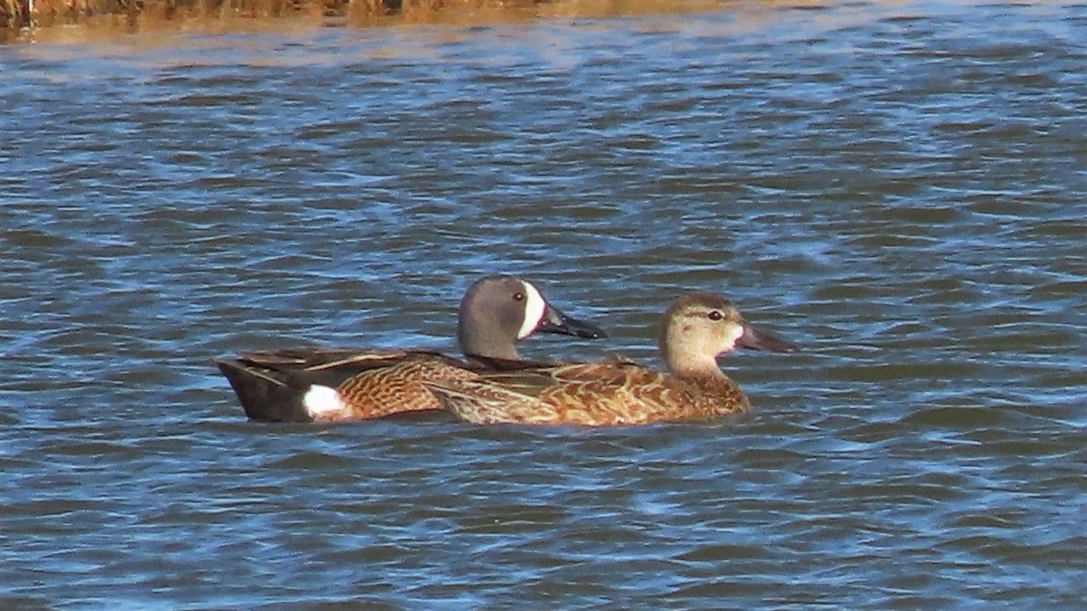 Blue-winged Teal - ML329552721