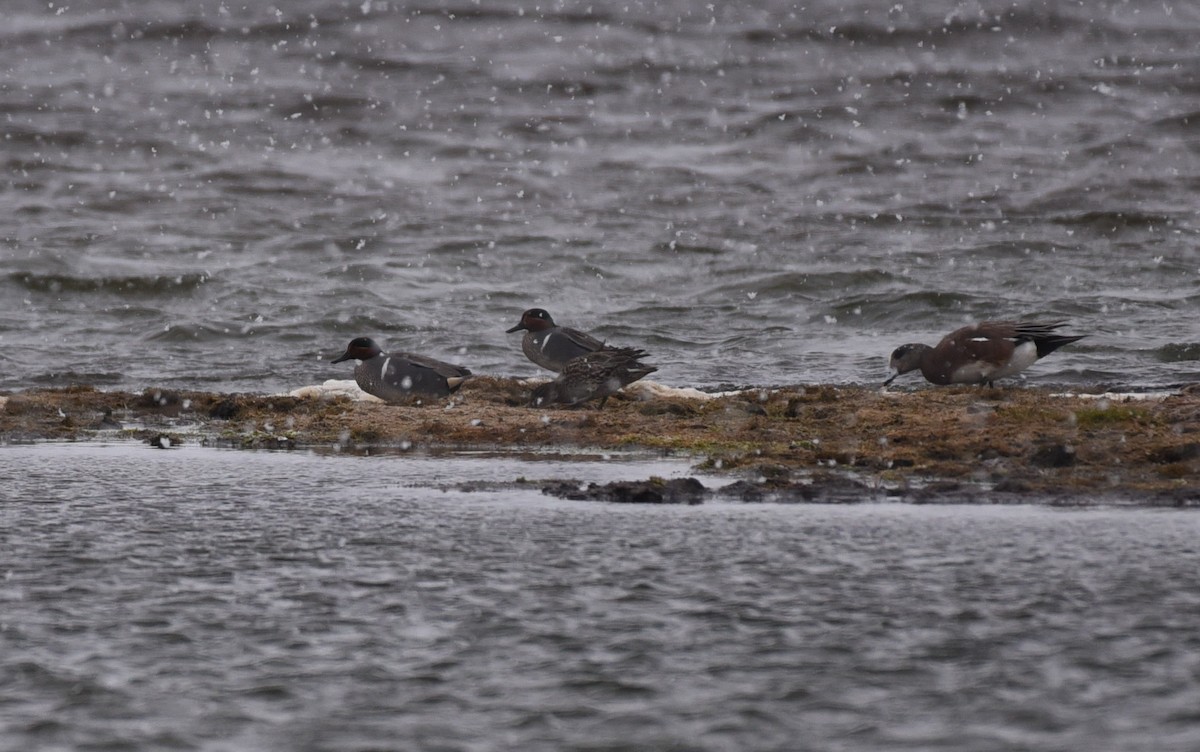 Green-winged Teal - ML329553121