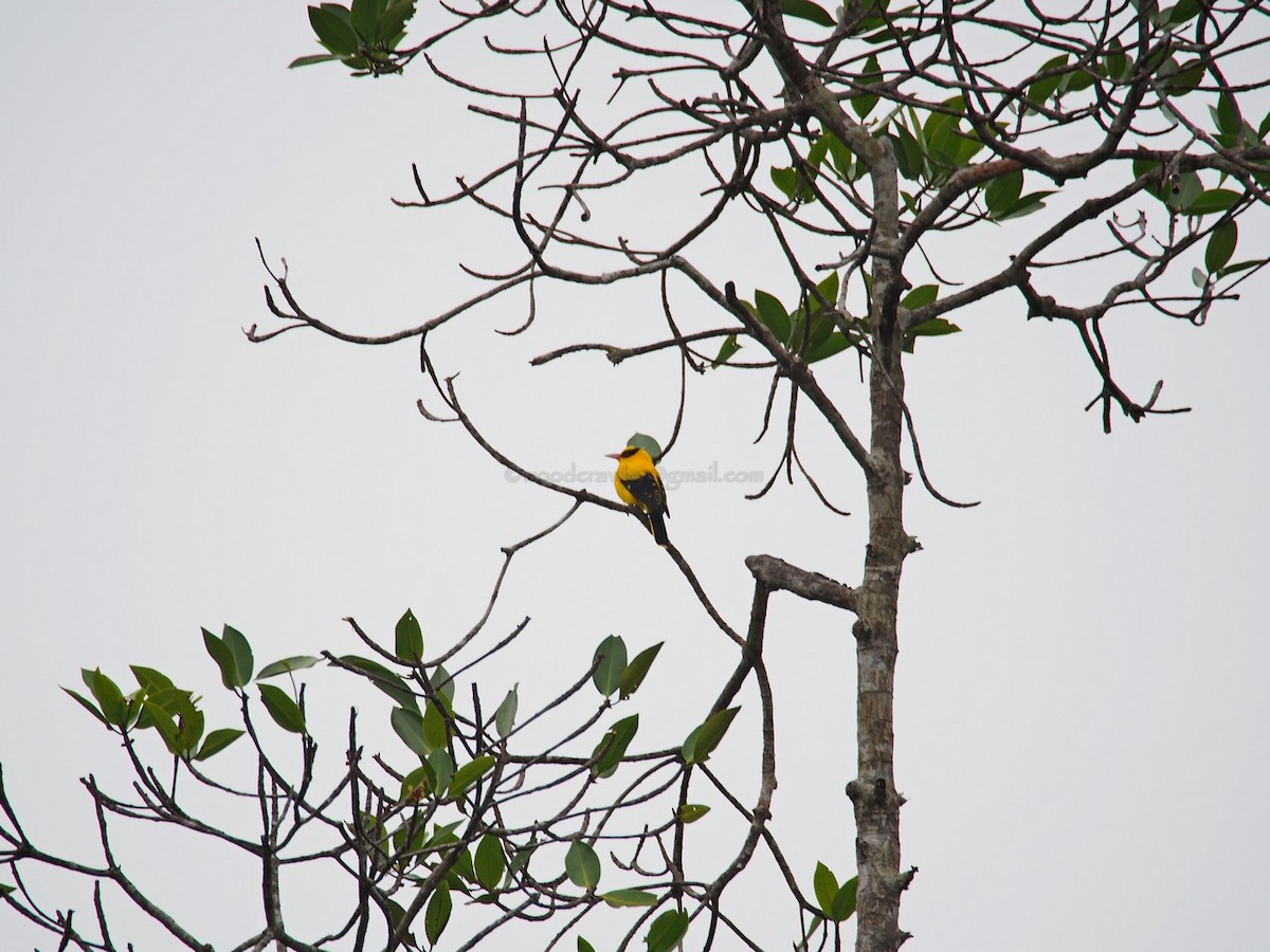 Black-naped Oriole - ML32955601