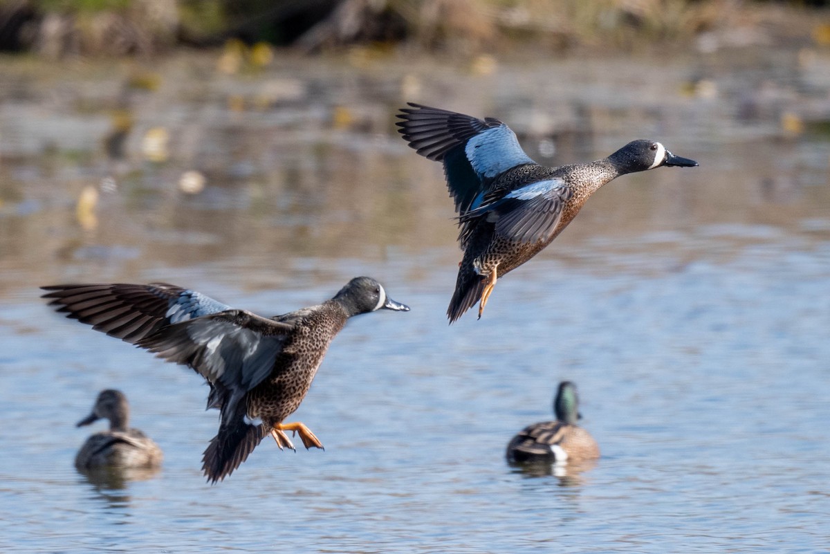 Blue-winged Teal - ML329556291