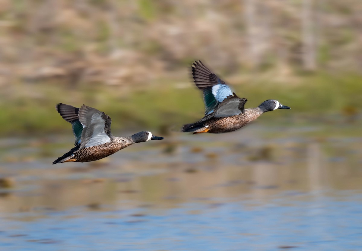 Blue-winged Teal - ML329556301