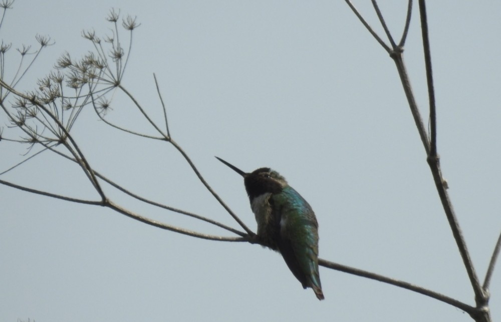 Anna's Hummingbird - ML329561521