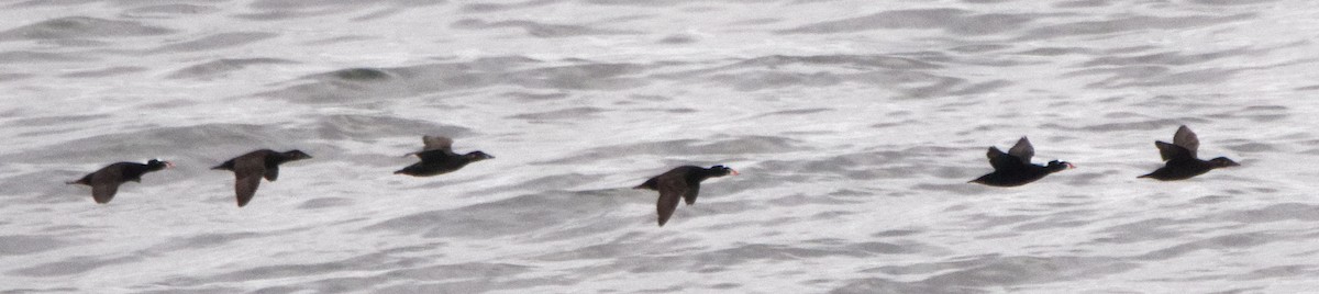 Surf Scoter - ML329561781