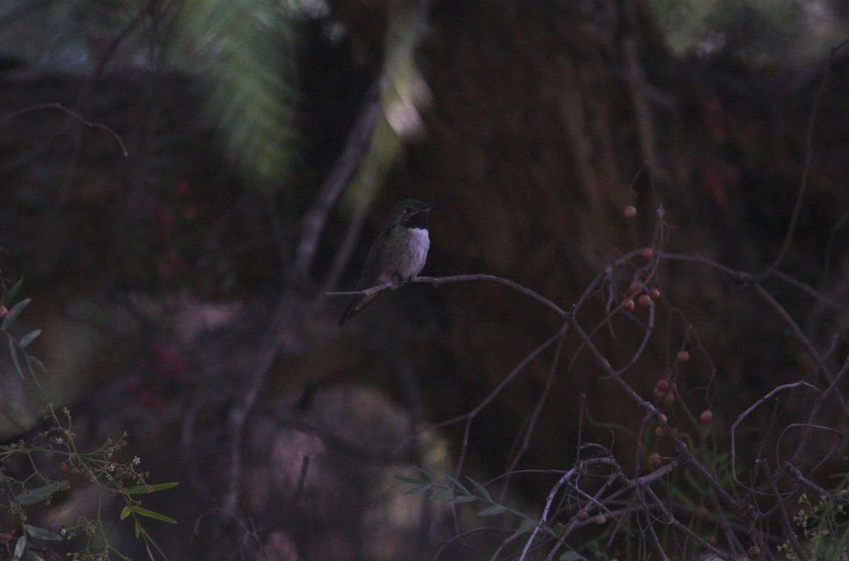 Broad-tailed Hummingbird - Larry  Cahill