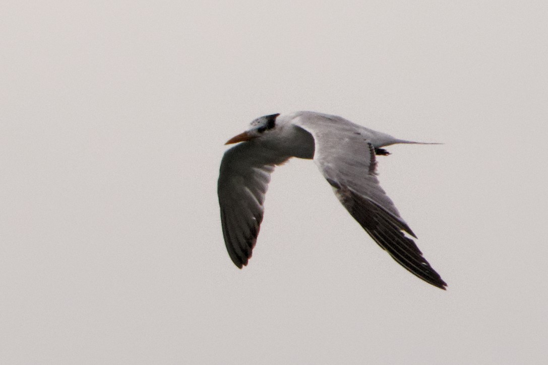 Royal Tern - ML329562851