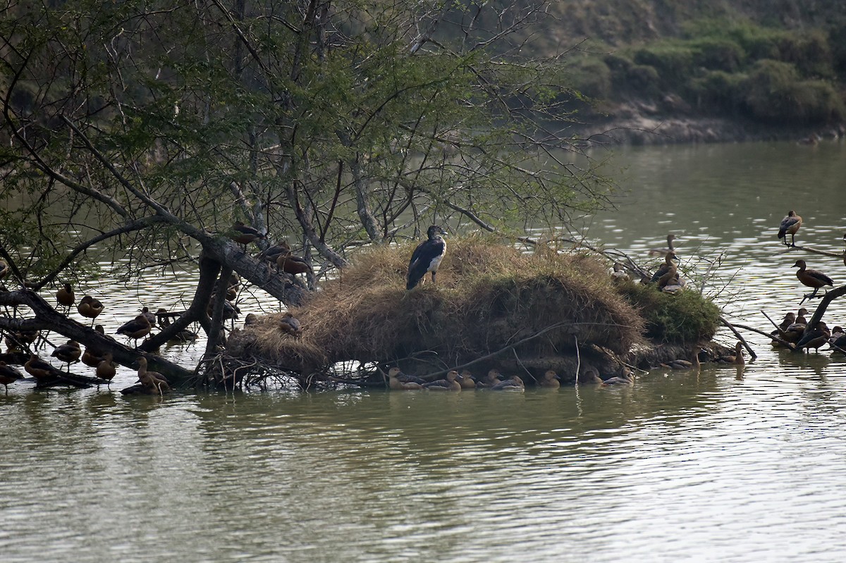 Knob-billed Duck - ML329562991