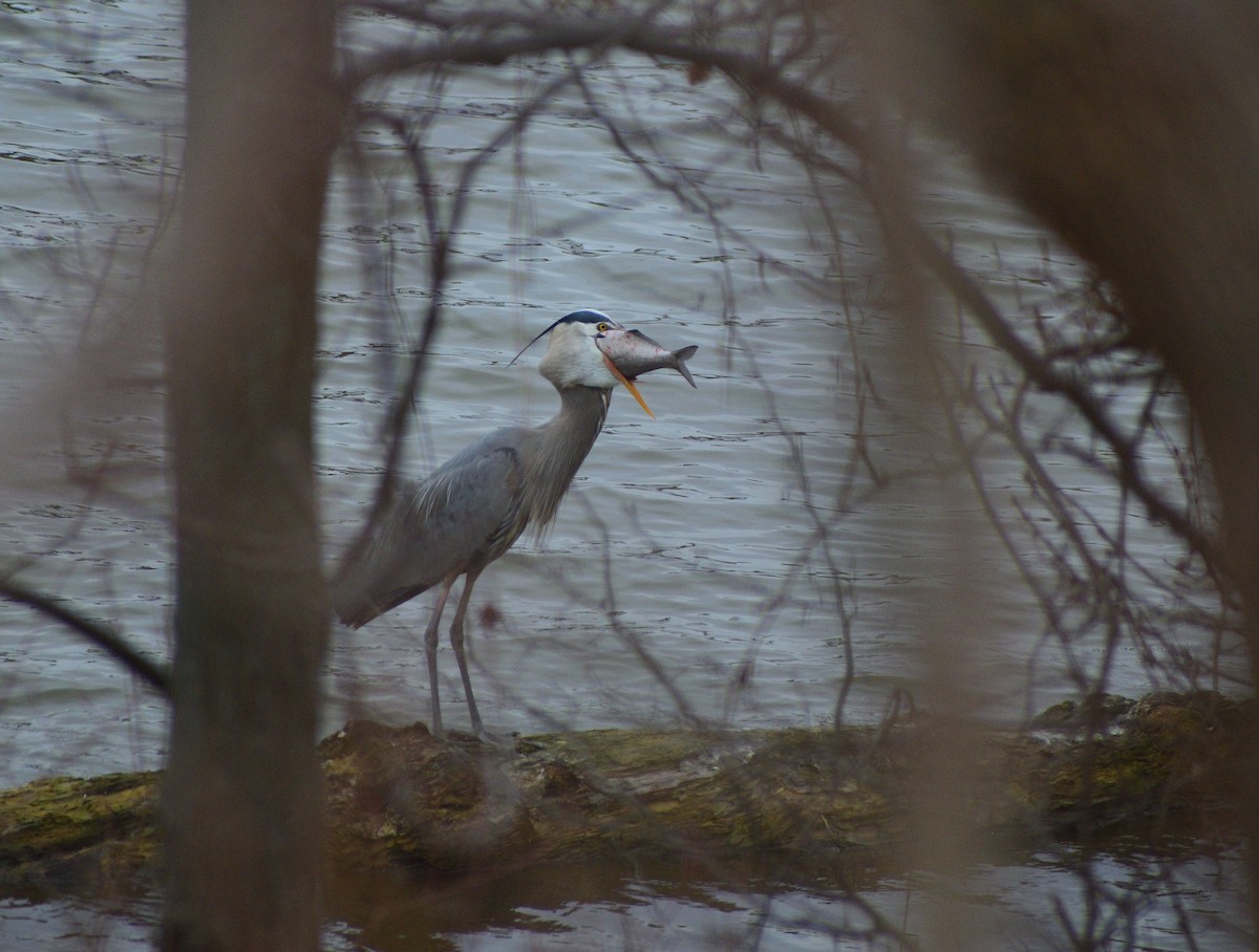 Great Blue Heron - ML329566271