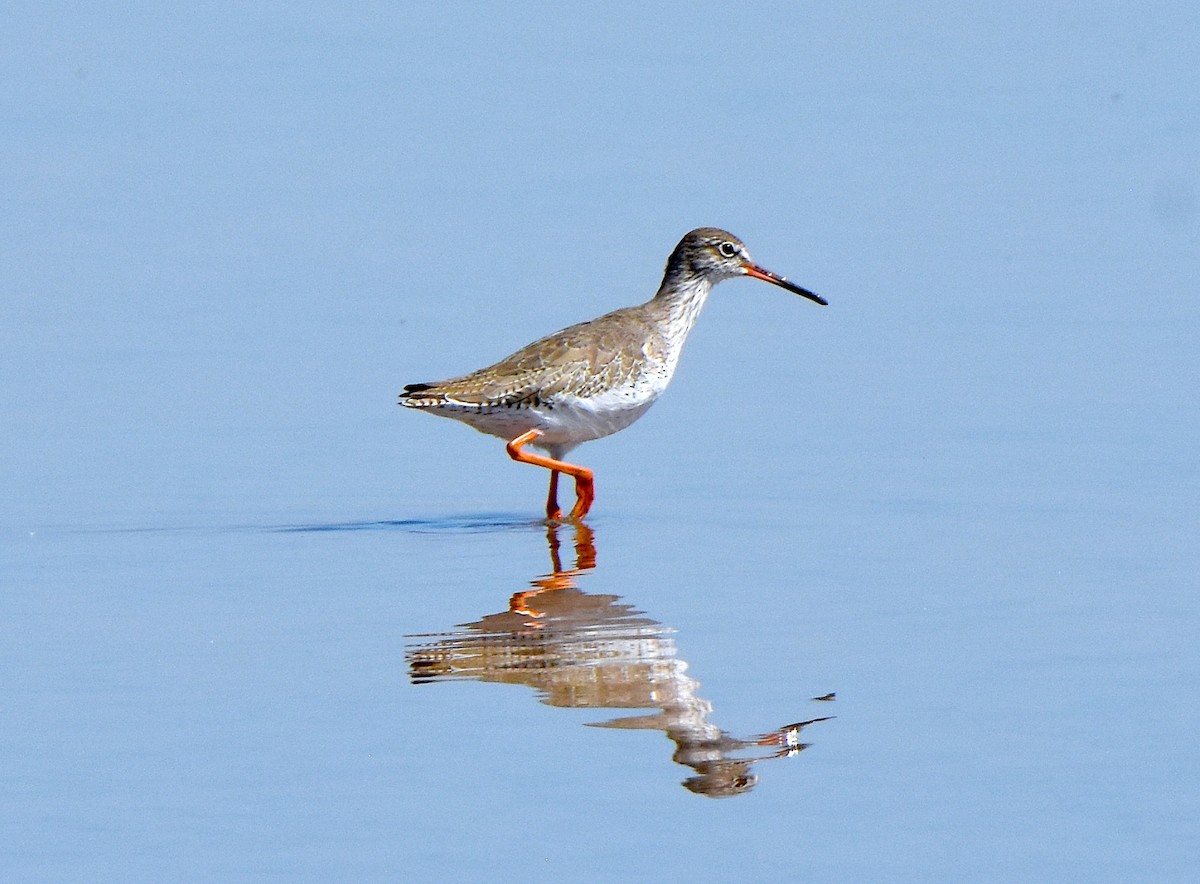 Common Redshank - ML329566451