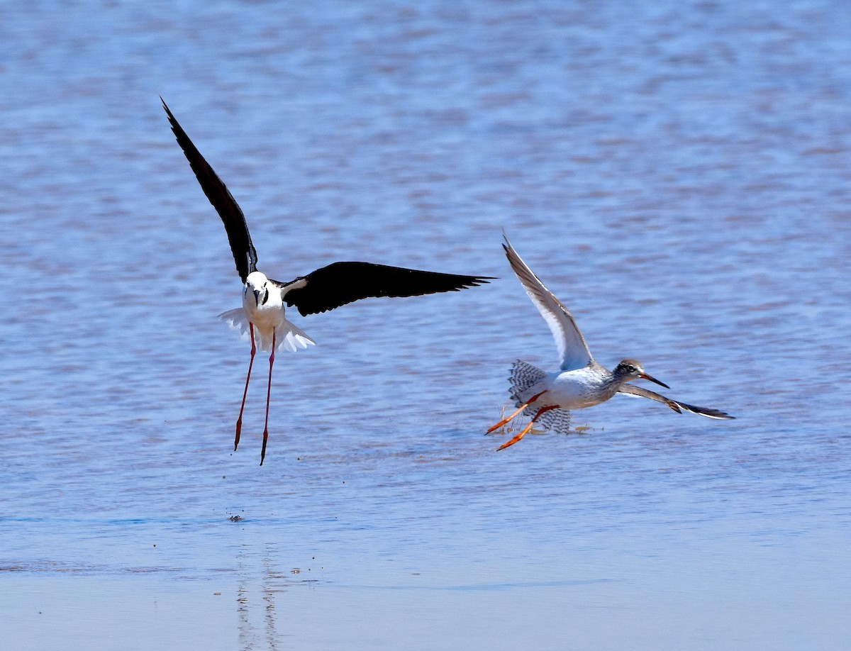 Common Redshank - ML329566531