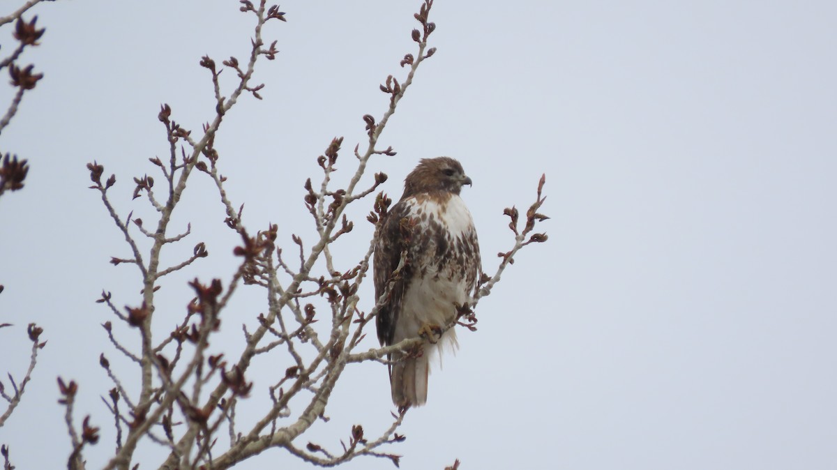 Red-tailed Hawk - ML329567341