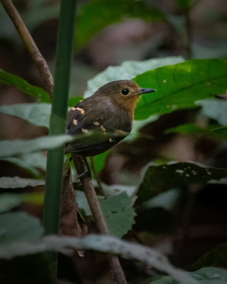 Plain-throated Antwren - ML329567711