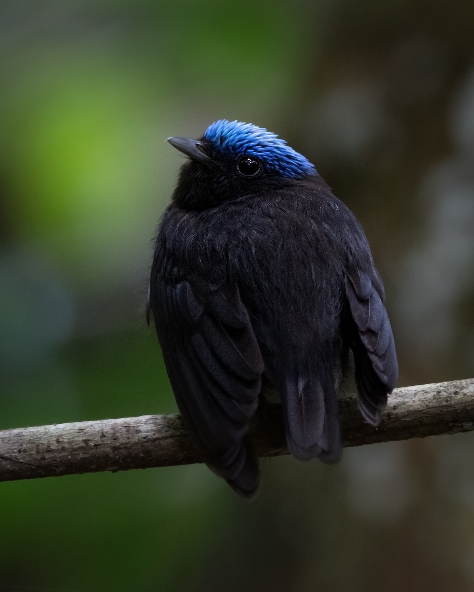 Manakin à tête bleue - ML329567851